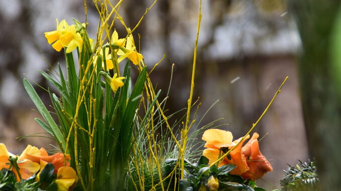 d53_2016-03-24_121936_DSC_3620_12_2000x1333_ow_mid_day