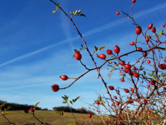 Herbstliche Hagebutten Ort: Bimbach/ Foto: Mario Bansleben / Datum: 05.10.2018