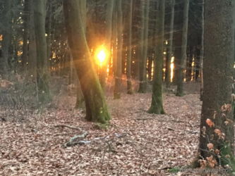 Sonne und Wald Sonne, Wald